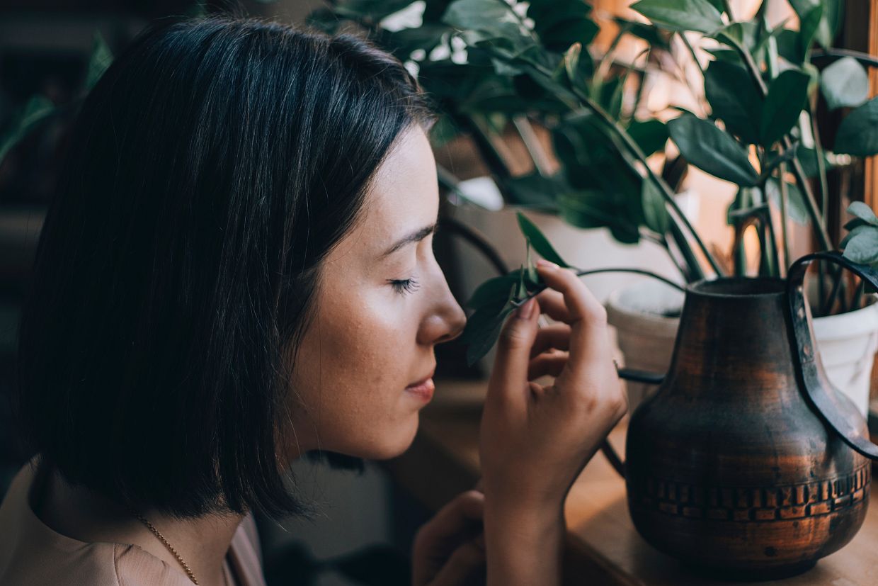 5 Indoor Plants That Purify The Air