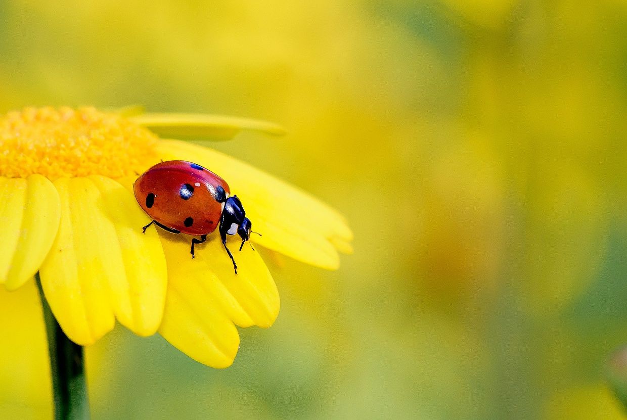Are Ladybugs Good For Your Garden?