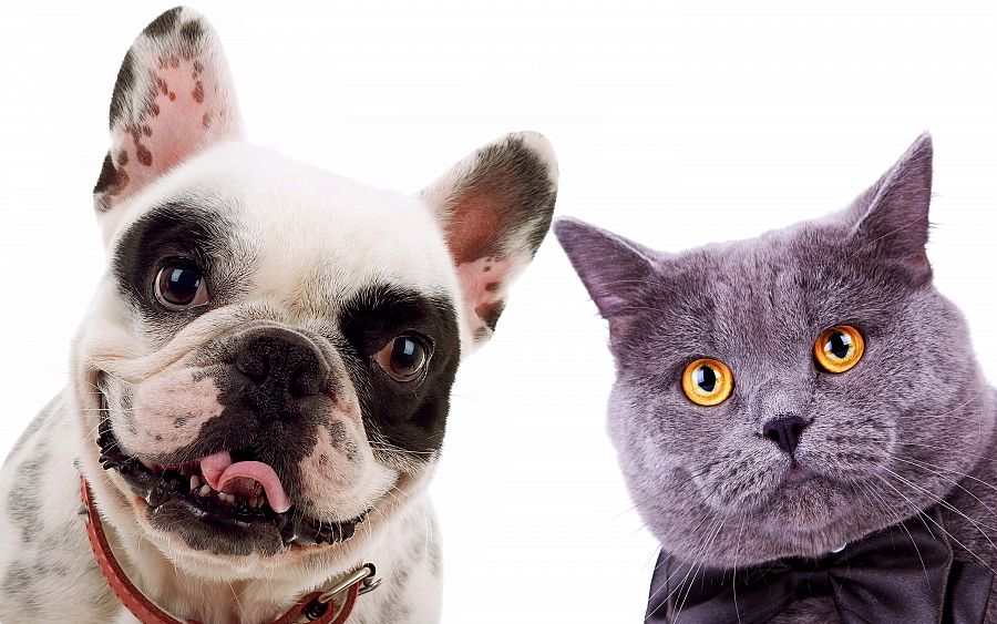 Pet-Friendly